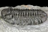 Adrisiops weugi Trilobite - New Phacopid Species #90030-1